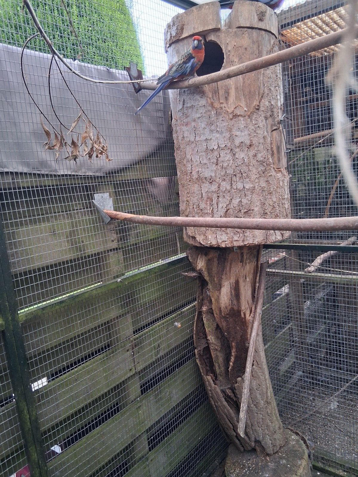 mooi broedkoppel adelaide rosellas, Dieren en Toebehoren, Meerdere dieren, Parkiet, Geringd