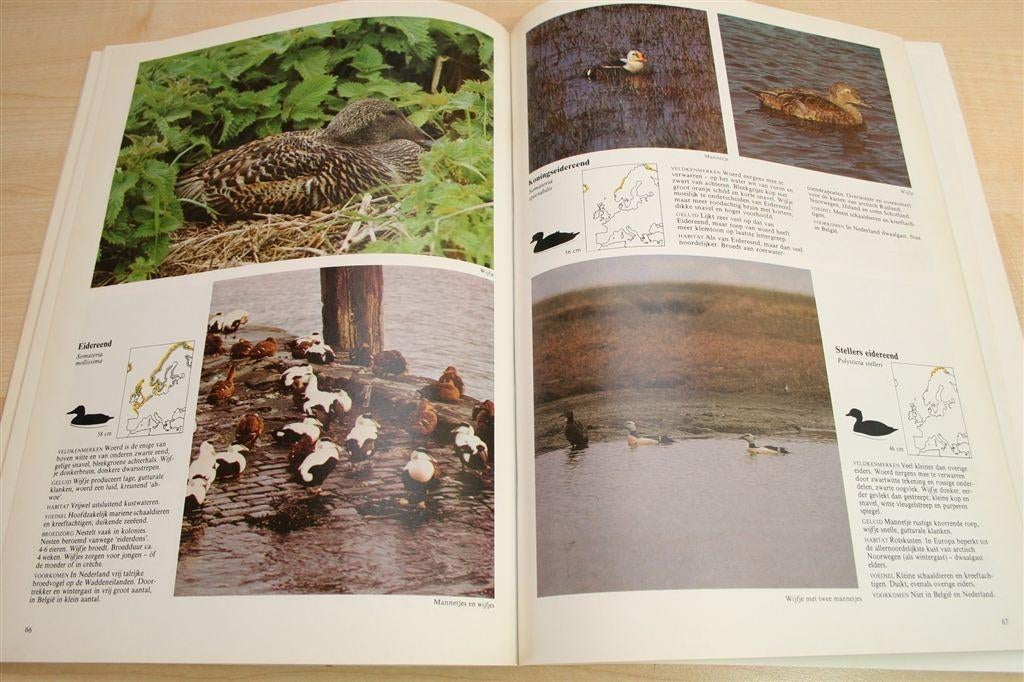 Vogels West-Europa — 650+ Kleurenfoto's [1980], Boeken, Ophalen of Verzenden, Gelezen, Vogels