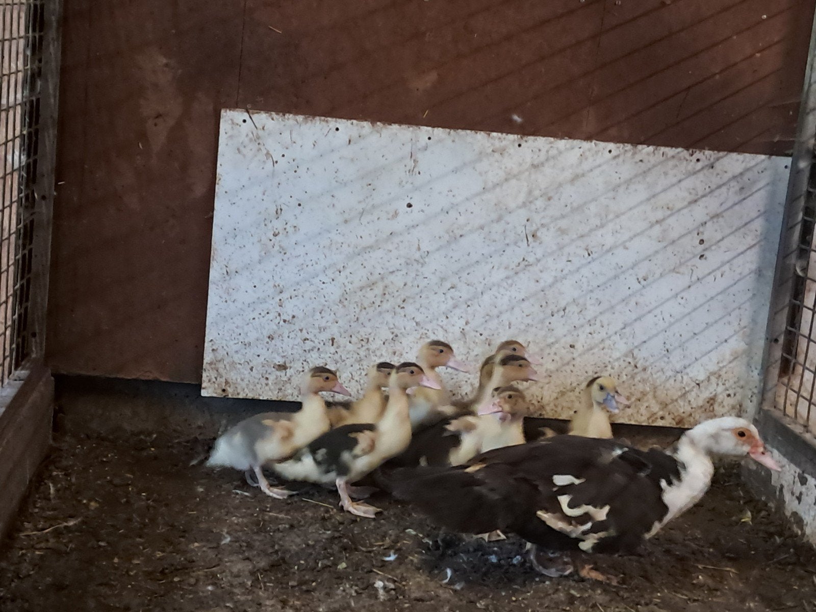 jonge muskus eendjes, Dieren en Toebehoren, Meerdere dieren