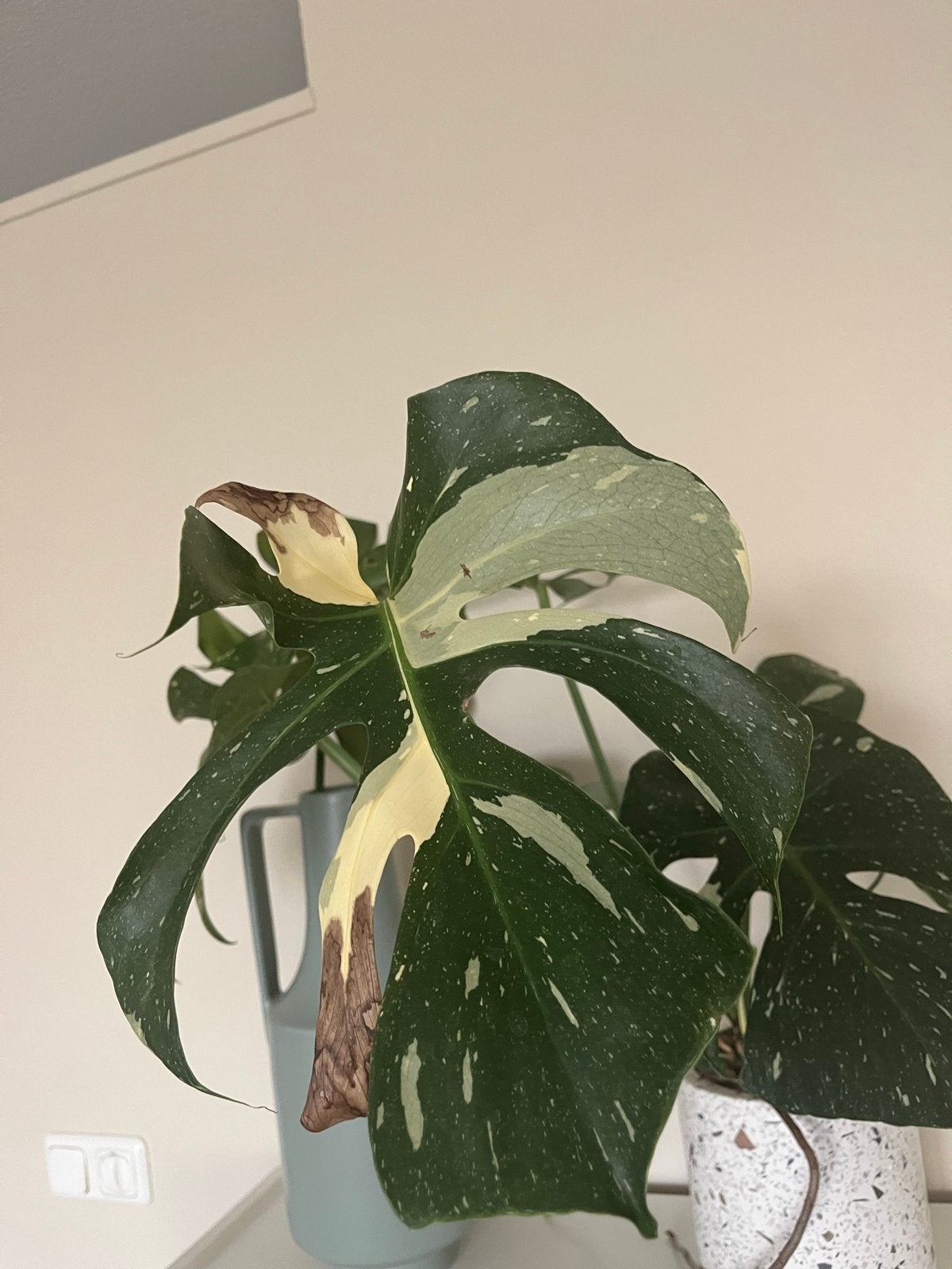 Monstera Variegata - Zeldzame Gevlekte Kamerplant, Tuin en Terras, Planten | Tuinplanten, Vaste plant, Bloeit niet, Halfschaduw