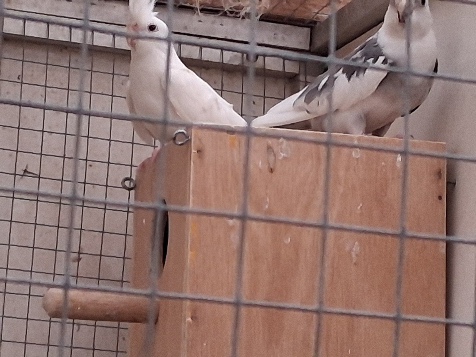 3 koppels valkparkieten, Dieren en Toebehoren, Meerdere dieren, Parkiet