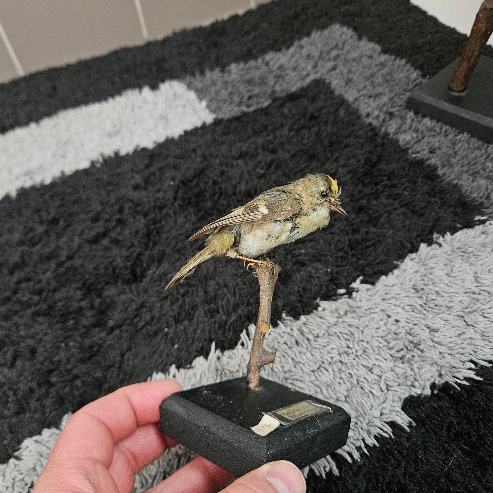 Opgezette goudhaan opgezet taxidermie taxidermy geprepareerd, Verzamelen, Ophalen of Verzenden, Gebruikt, Vogel, Opgezet dier