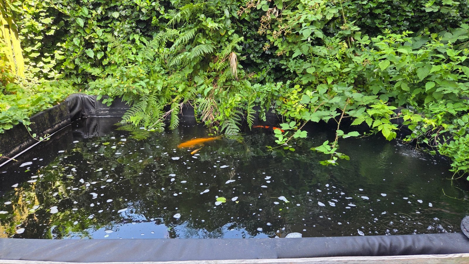 Vijver moet weg ivm scheiding, alleen ophalen!!!, Tuin en Terras, Vijvers, Ophalen, Gebruikt