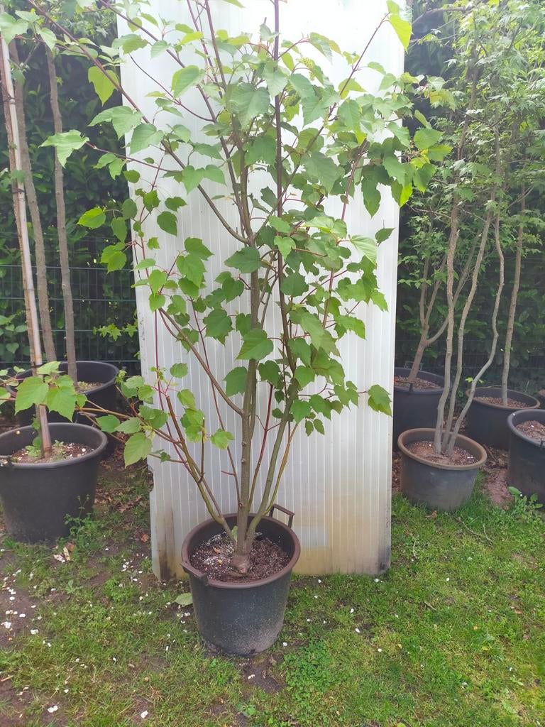 Streepjesesdoorn, Tuin en Terras, Ophalen, Overige soorten, 100 tot 250 cm