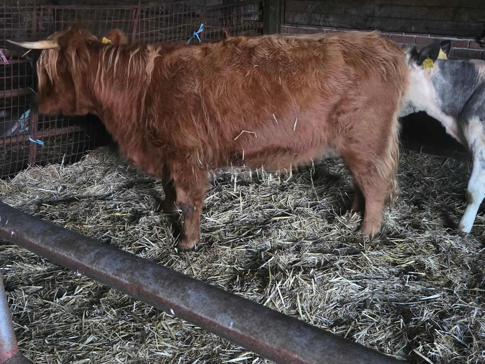 schotse hooglander, Dieren en Toebehoren, Vrouwelijk