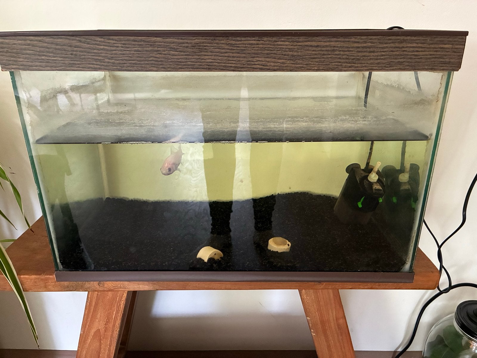 Aquarium en vis te koop, Dieren en Toebehoren, Ophalen, Gebruikt