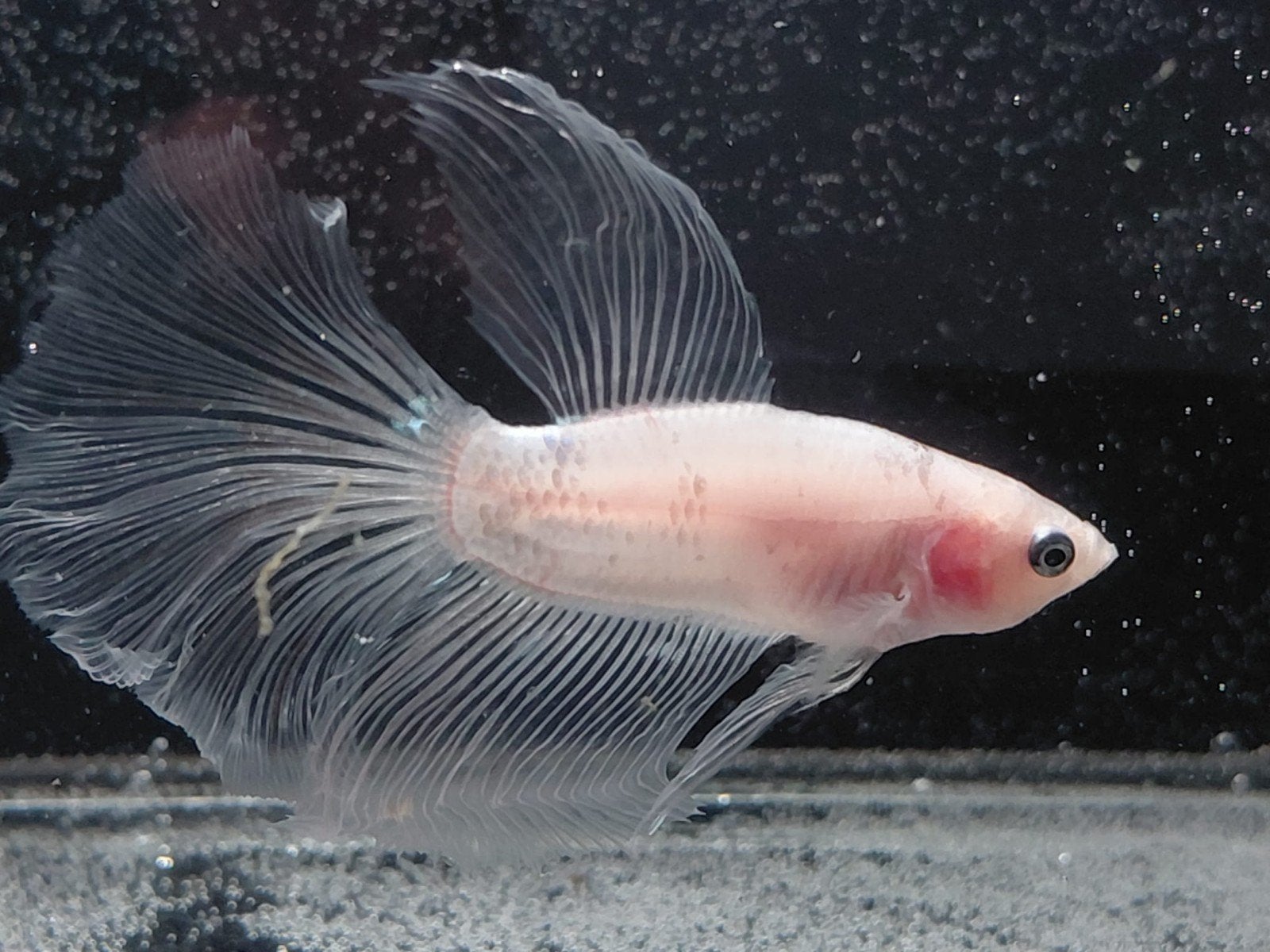 Betta man halfmoon cellophane, Vis
