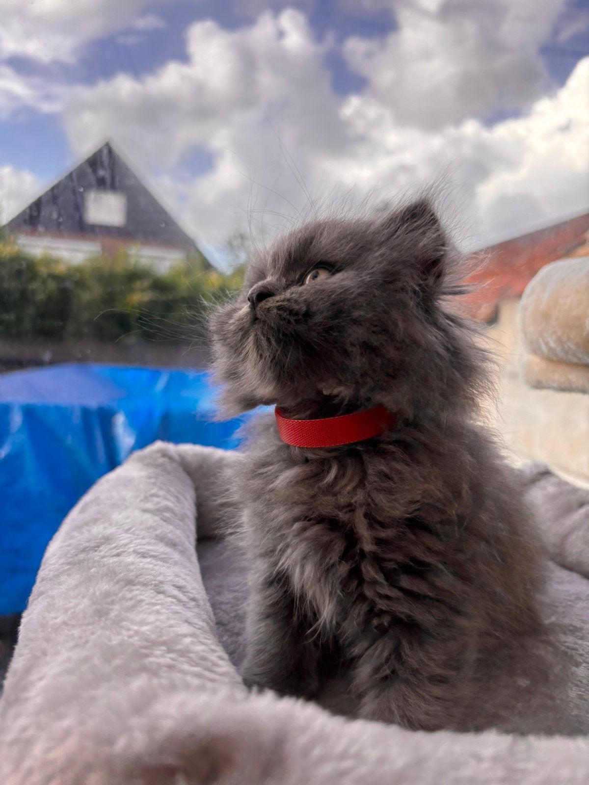 Britse kitten te koop, Poes