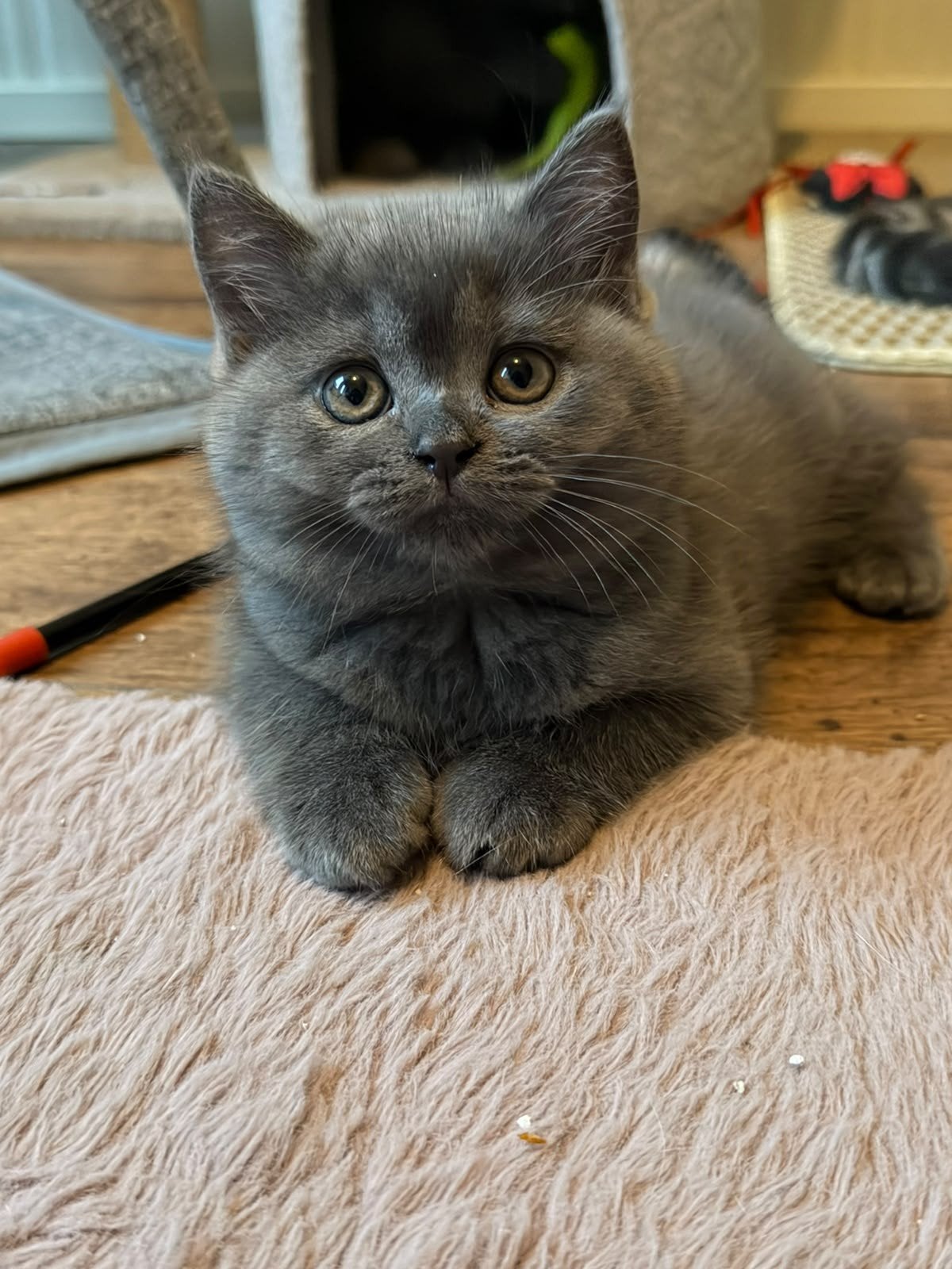 Britse korthaar blauw/grijs, Dieren en Toebehoren, Poes, 0 tot 2 jaar