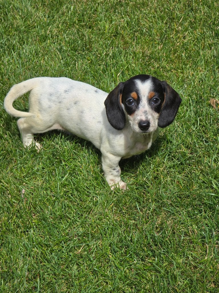 Teckel meisje, Dieren en Toebehoren, Honden | Teckels en Dashonden, Parvo, 8 tot 15 weken, Korthaar, Teef