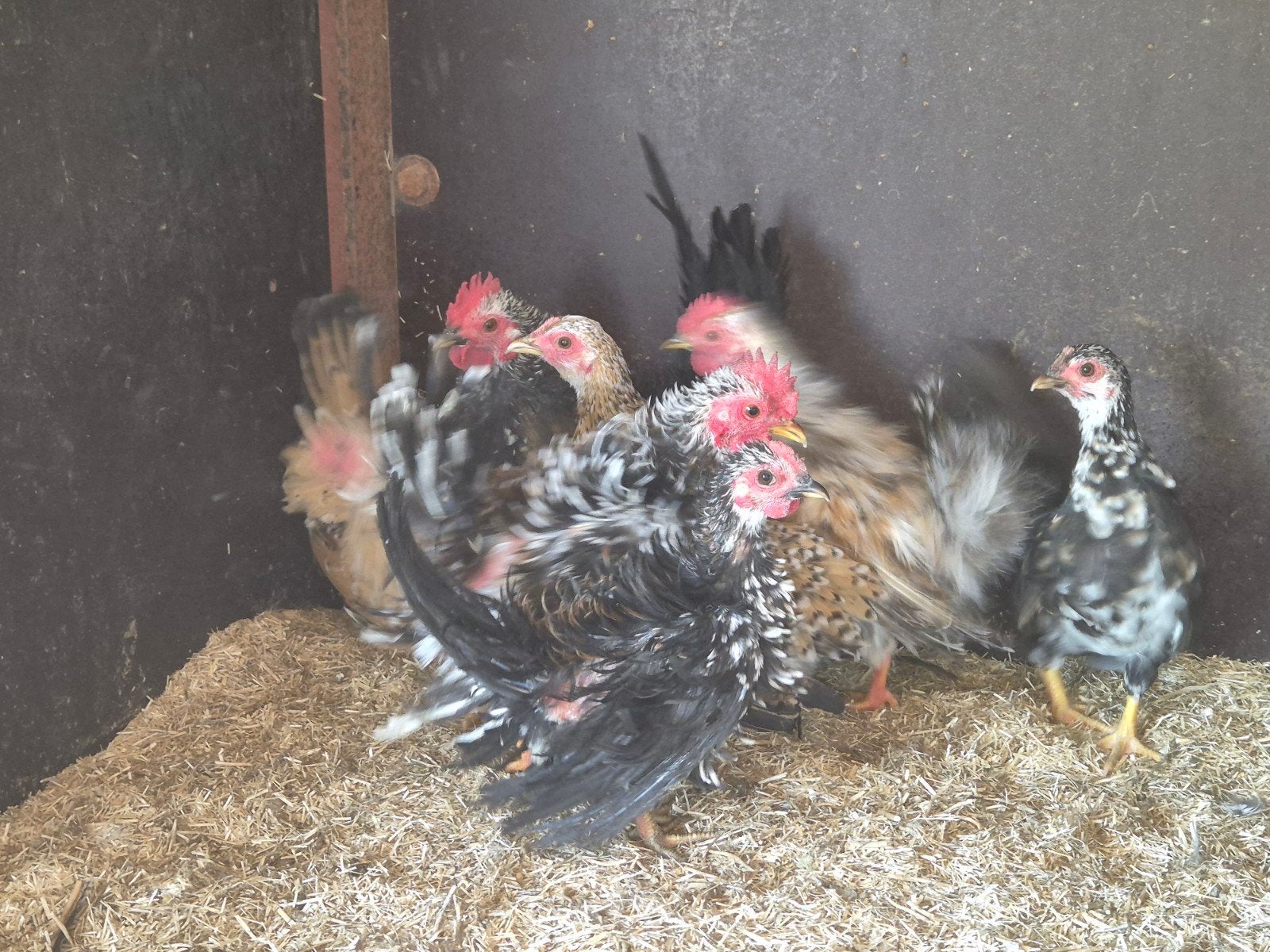 Serama hanen, Dieren en Toebehoren, Pluimvee