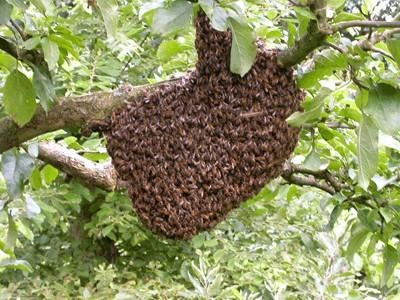 Bijen zwerm gezien???, Dieren en Toebehoren