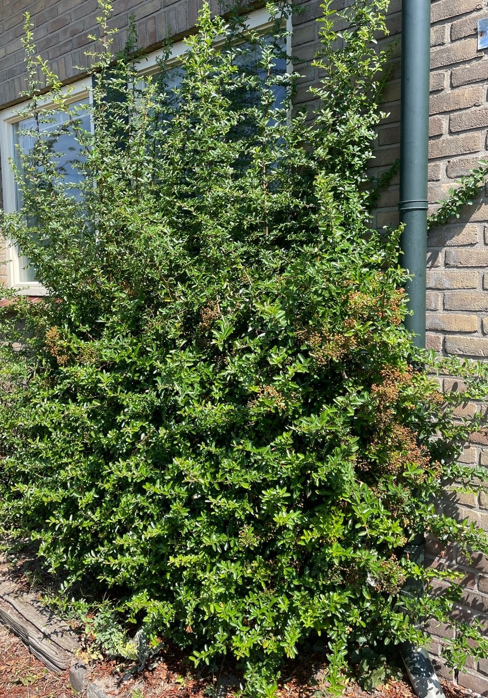 Prikstruik wintergroen, Ophalen, Overige soorten, 100 tot 250 cm