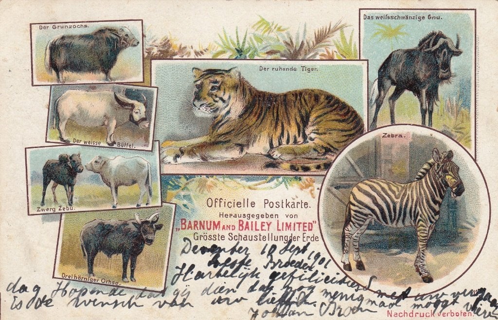 Circus Barnum and Bailey (II) 1901, Verzamelen, Ansichtkaarten | Themakaarten, Verzenden, Voor 1920, Gelopen, Overige thema's