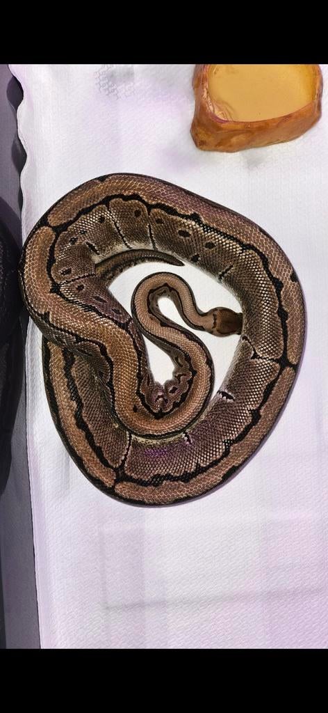 Python regius (Pinstripe) volwassen kweek vrouw Ball Python - female for sale from Vynce