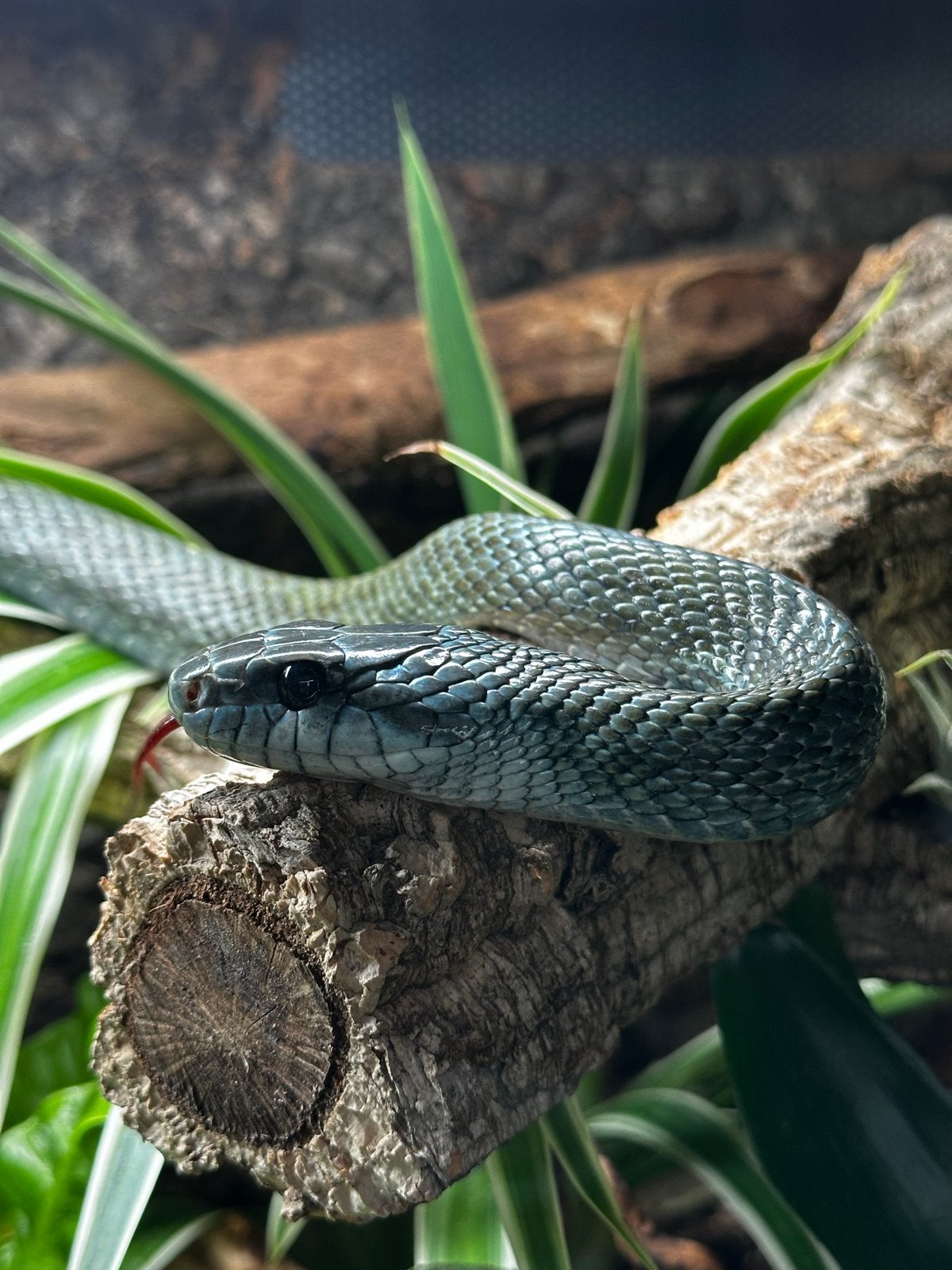 Elaphe Climacophora Kunashir babies