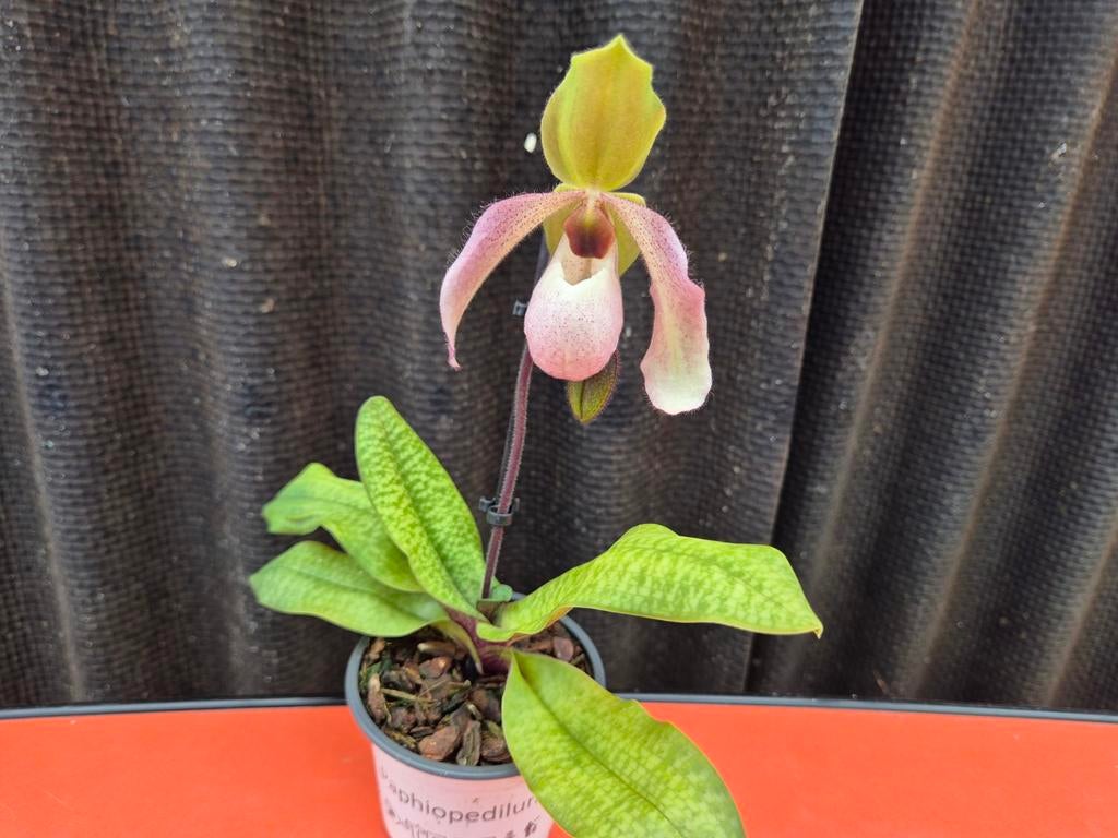 Orchidee Paphiopedilum p9 (D), Ophalen of Verzenden, Halfschaduw, Minder dan 100 cm