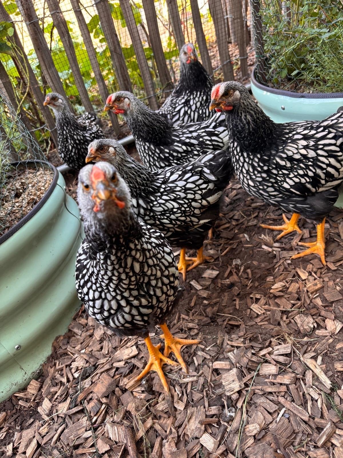 Diverse jonge wyandotte haantjes groot zilverzwart gezoomd, Dieren en Toebehoren, Pluimvee, Mannelijk, Kip