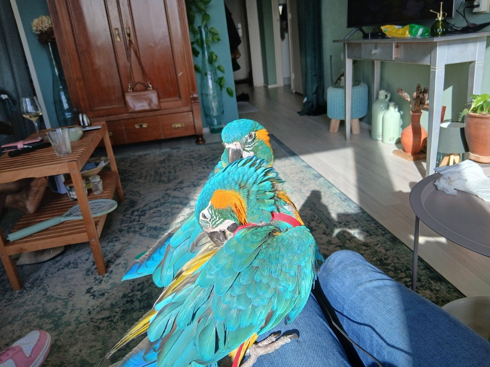 extreem tam koppel blauwkeel ara's 1 en 2 jaar oud met cites, Meerdere dieren, Papegaai, Pratend