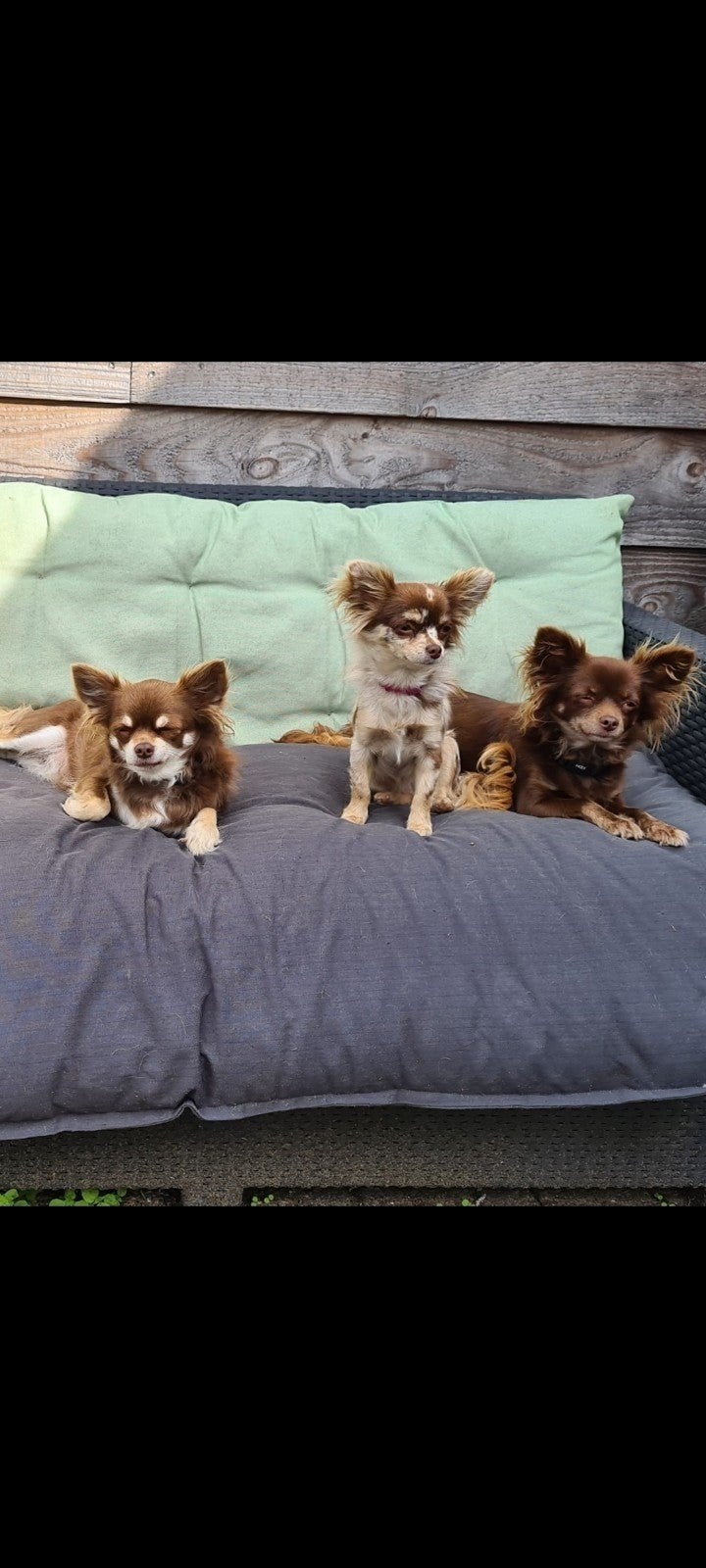 Raszuivere Chihuahua langhaar pups te reserveren, Reu, 8 tot 15 weken, Parvo, Meerdere