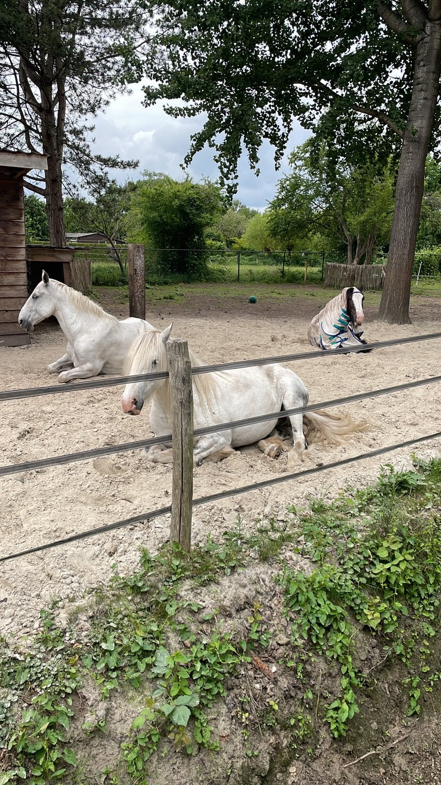 Plek voor pony paddockparadise, Stalling, 2 of 3 paarden of pony's