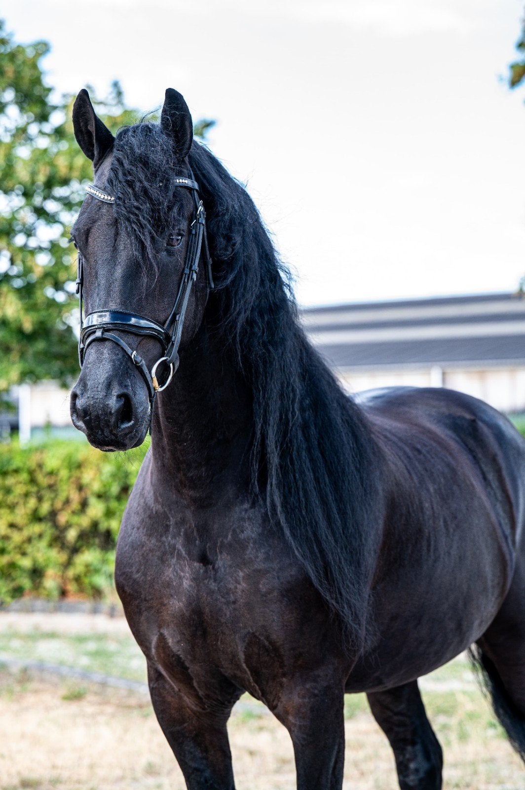 Super brave Friese Ruin, Dieren en Toebehoren, Paarden, Ruin, B, 160 tot 165 cm, 7 tot 10 jaar, Dressuurpaard, Met stamboom, Gechipt