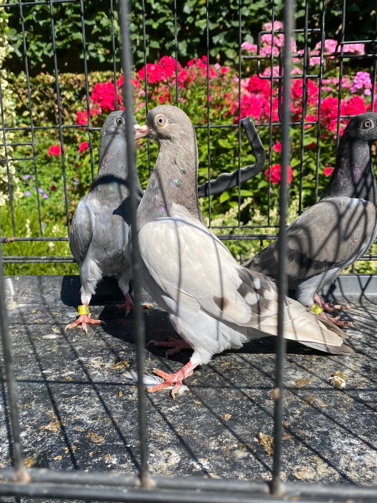 Zeldzaam!!!! Zilvere tippler met twee blauwbanders, Dieren en Toebehoren, Meerdere dieren, Overige soorten