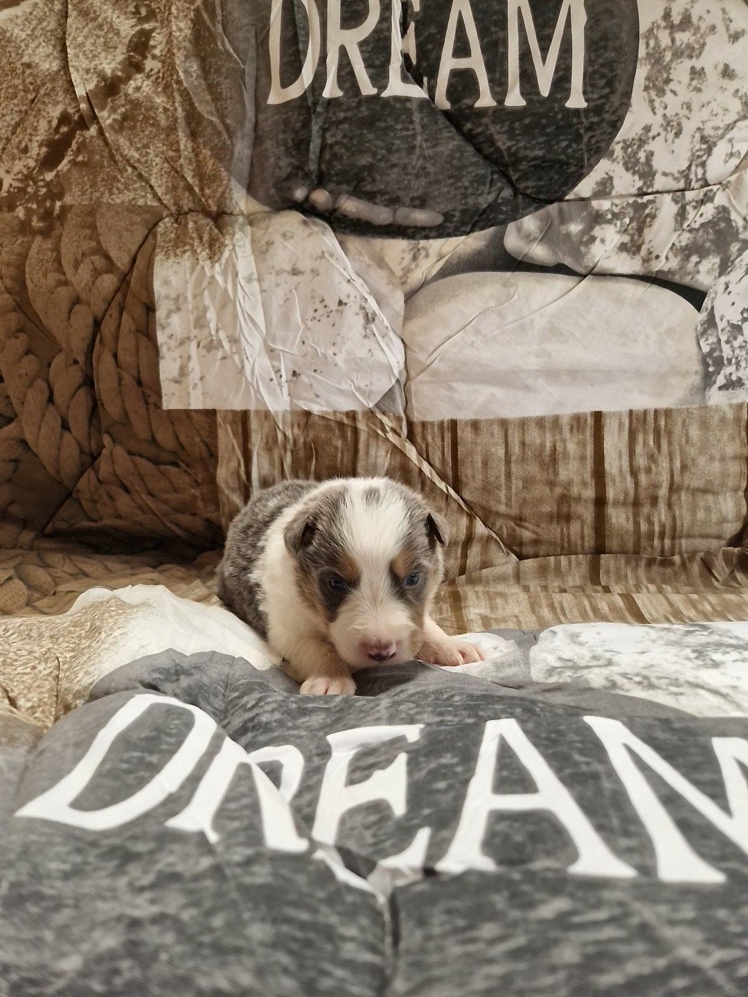 Blauwe border collie pups, Parvo, België, Fokker | Hobbymatig, 8 tot 15 weken