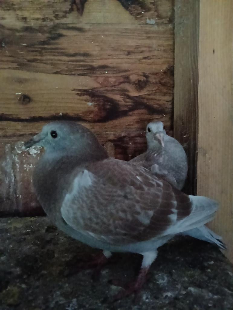 Te koop jonge duiven, Meerdere dieren, Overige soorten