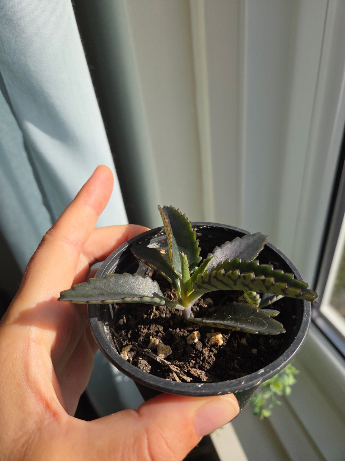 Moeder van Duizenden (Kalanchoë daigremontiana) stekjes, Overige soorten, Volle zon, Vaste plant, Ophalen of Verzenden