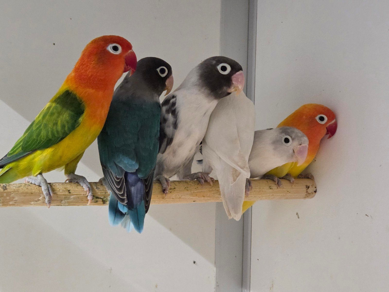 3-3 Agapornissen, Dieren en Toebehoren, Meerdere dieren, Dwergpapegaai of Agapornis