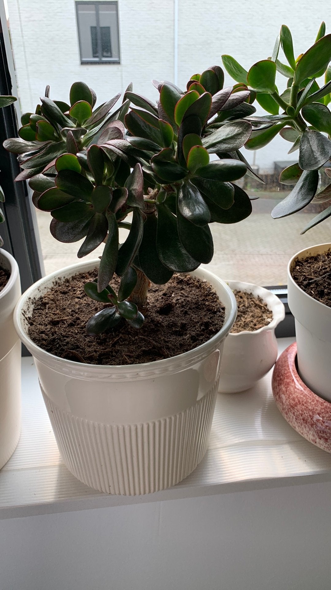 Vet plant met pot €12, Huis en Inrichting, Kamerplanten, Ophalen, Halfschaduw, Minder dan 100 cm