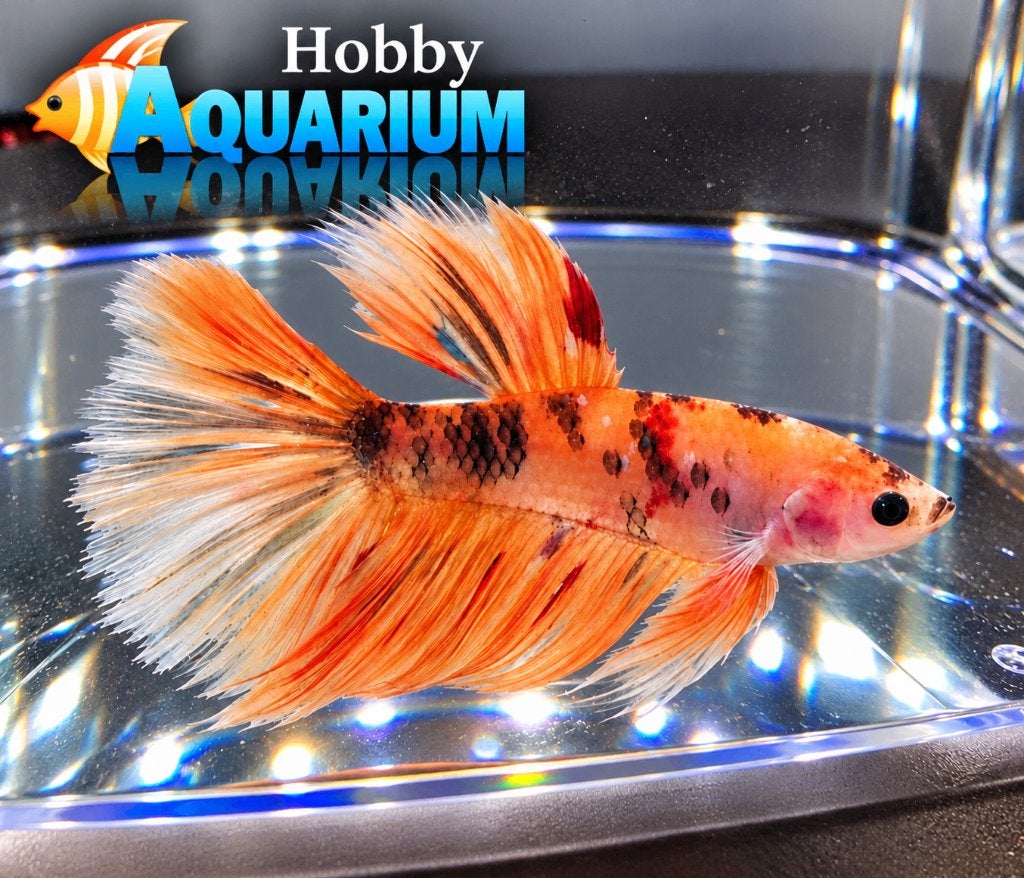 Hobbyaquarium  Betta SP Super Delta Nemo xl, Vis, Zoetwatervis