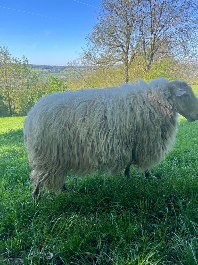 Mergelland vachten wit rammen te koop, Ophalen of Verzenden, Spinwol
