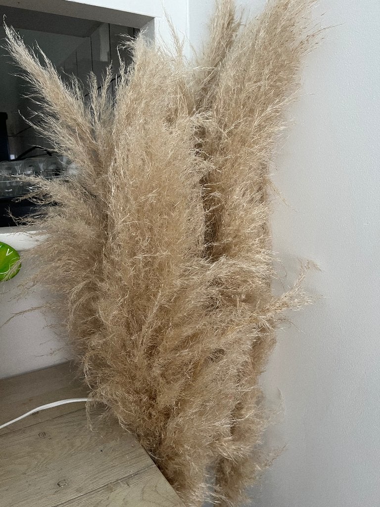 Palm pluimen, Ophalen, Gebruikt