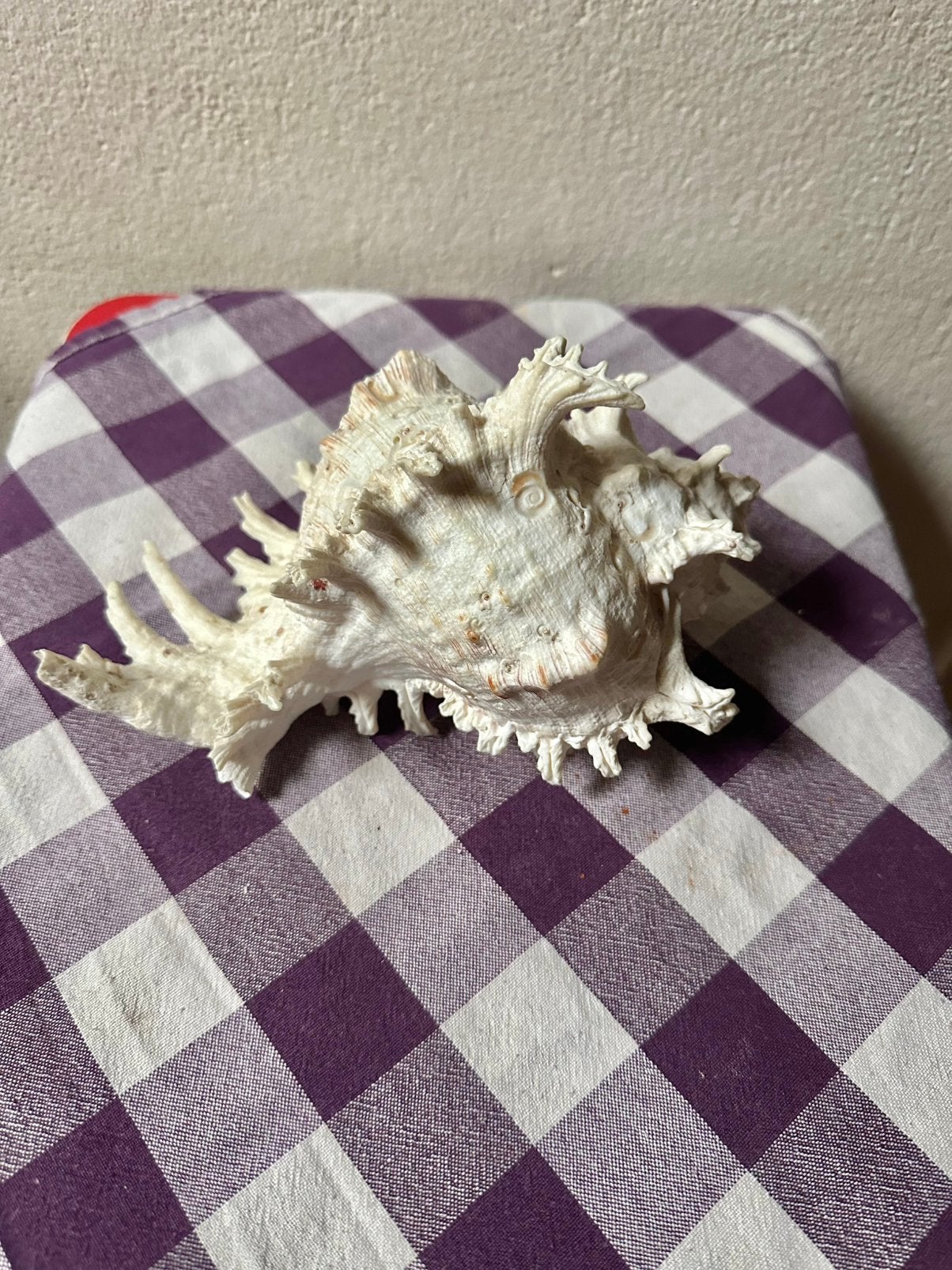 Mooie Murex schelp, Ophalen of Verzenden, Schelp(en)