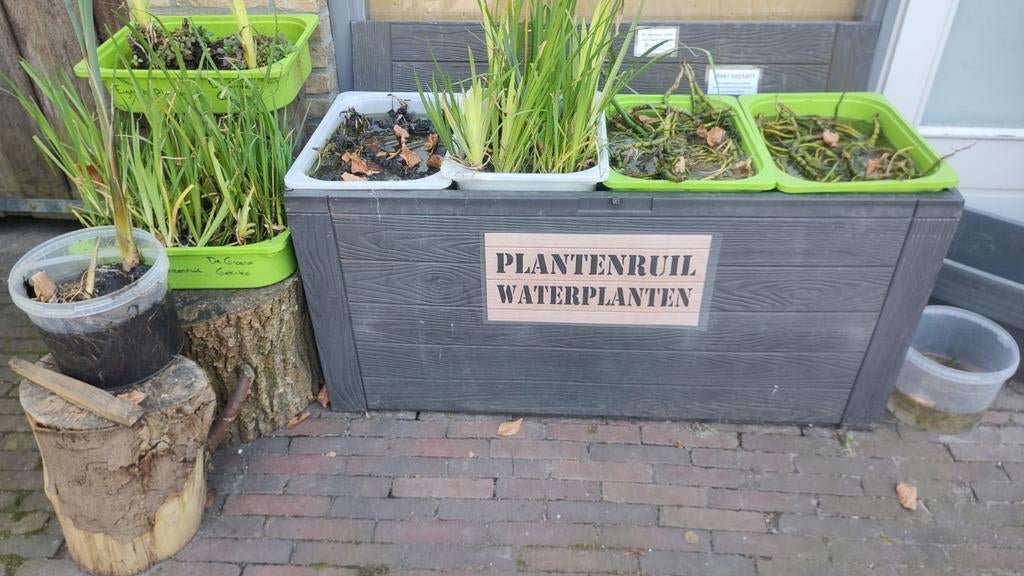 Gratis waterplanten - vijverplanten Ruilen voor tuinplanten, Tuin en Terras, Vijver-toebehoren, Ophalen