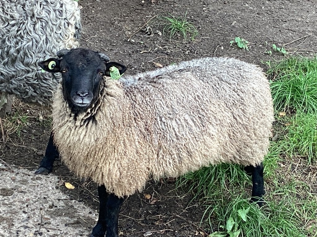 Gotland/Ouessant ram, Mannelijk, Schaap, 0 tot 2 jaar