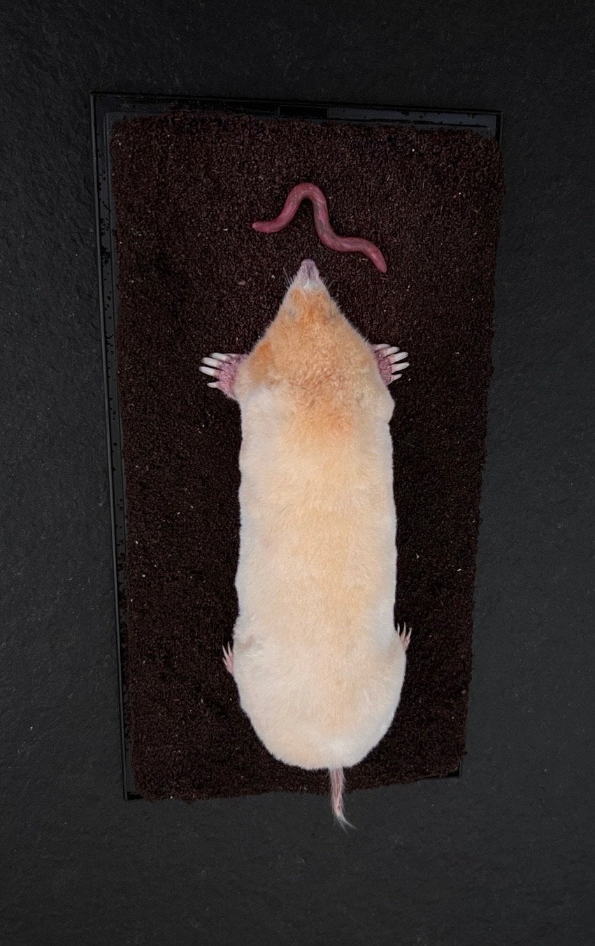 Zeldzame Albino Mol Preparaat  in Vitrine stolp, Ophalen, Nieuw, Wild dier, Opgezet dier