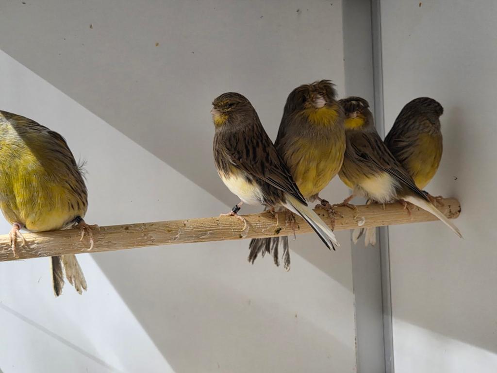 Glosters, Meerdere dieren, Kleurkanarie
