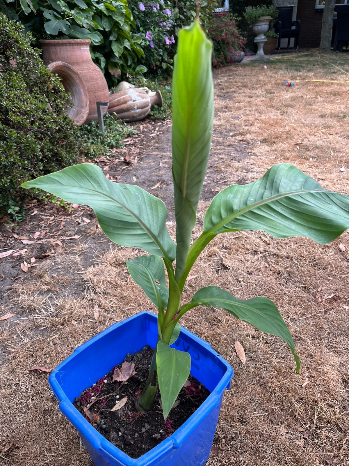 Musa basjoo bananen planten, Tuin en Terras, Ophalen, Overige soorten, Volle zon