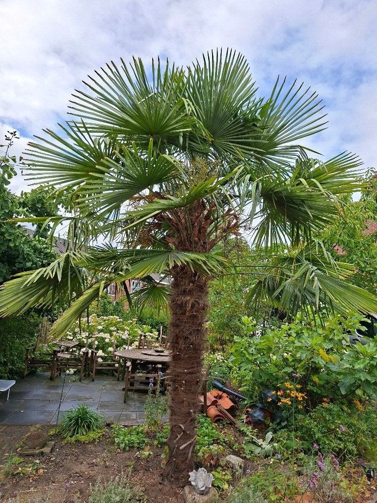 Palmboom, Tuin en Terras, Planten | Bomen, Zomer, Palmboom, 400 cm of meer, Ophalen