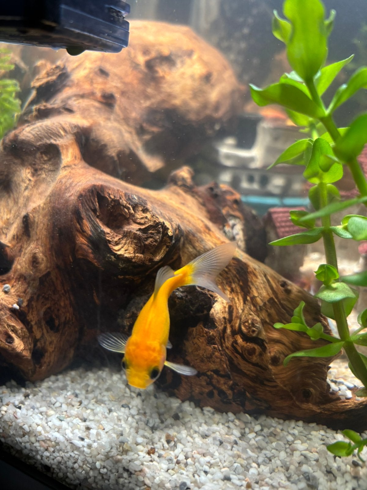 Goldfish, Vis, Zoetwatervis