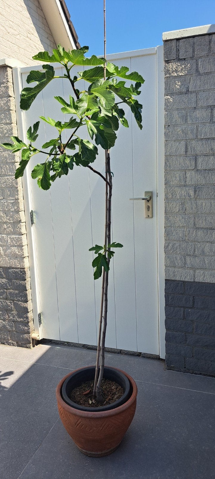 Vijgenboom, Ophalen