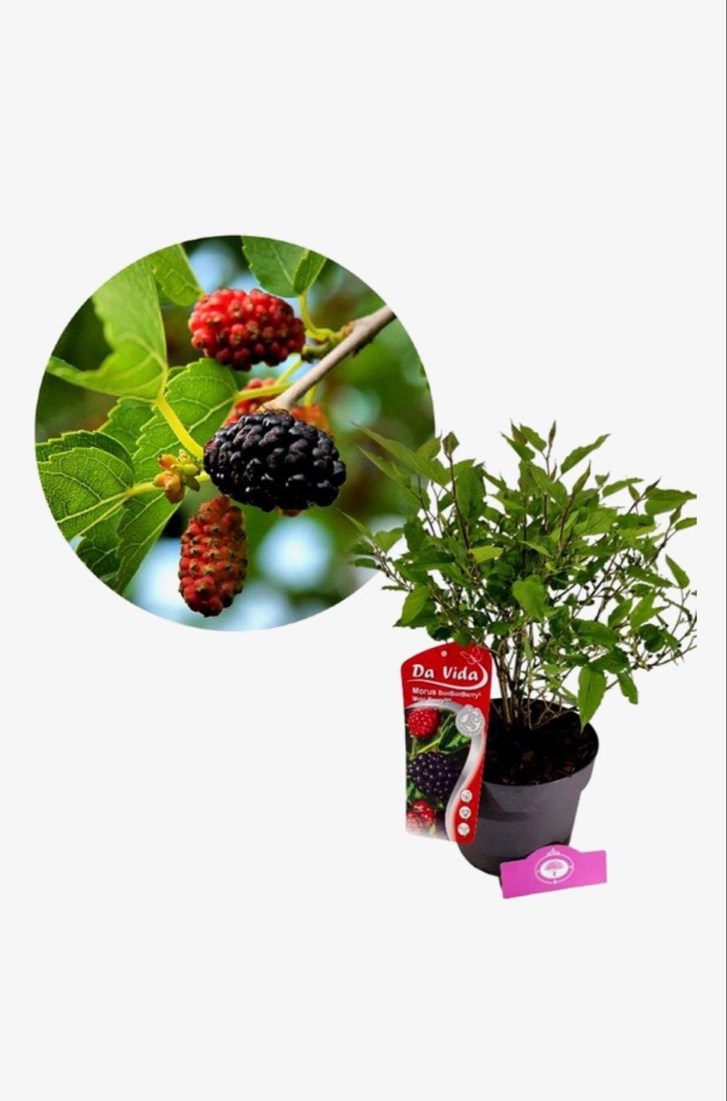 Twee Moerbei Fruitplanten voor tuin en terras, Tuin en Terras, Ophalen, Volle zon, Vaste plant, Zomer