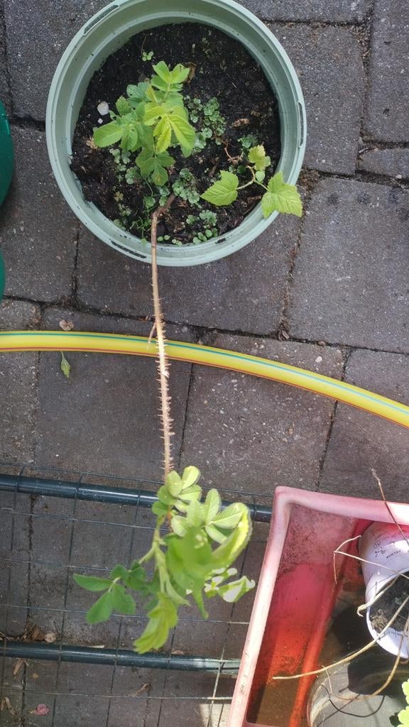 Frambozen struik, Ophalen, Minder dan 100 cm, Overige soorten, Lente