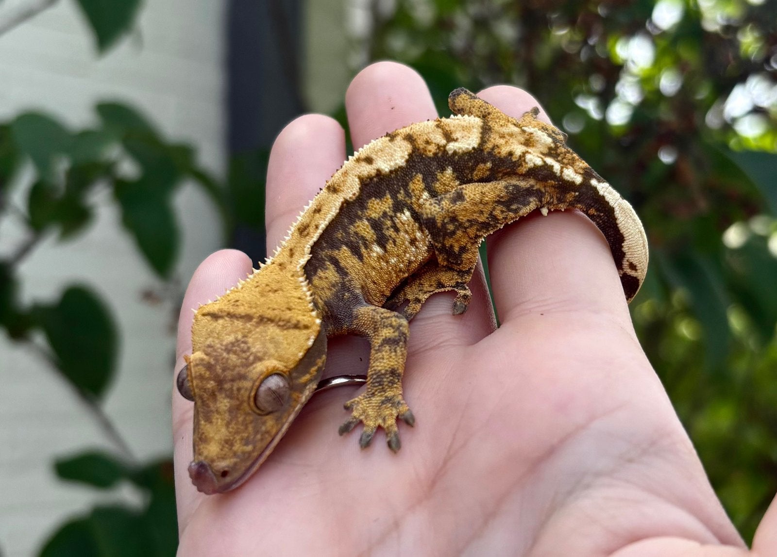 Wimpergekko 1.0 man, Hagedis, 0 tot 2 jaar