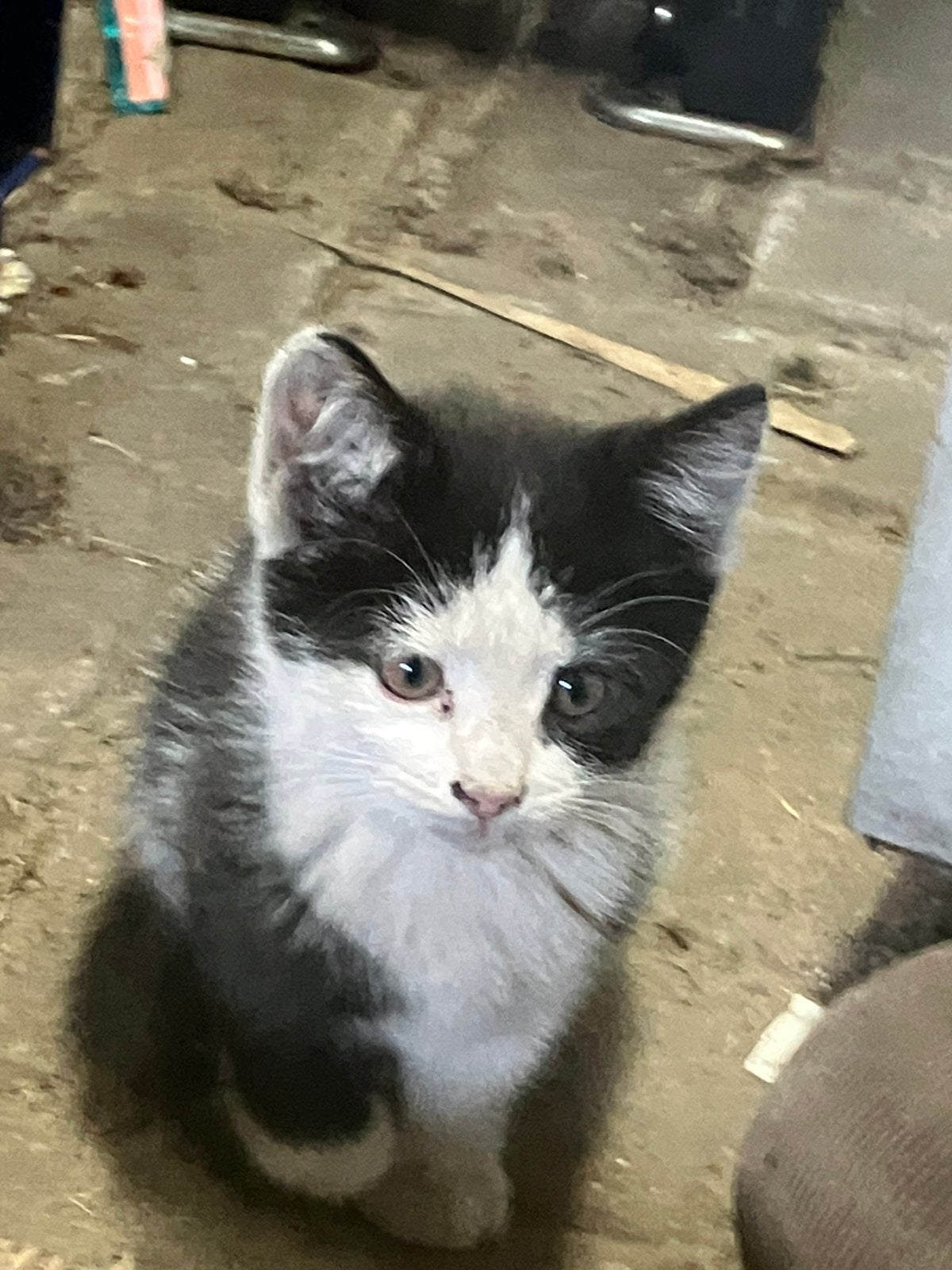 2 katers gratis, Dieren en Toebehoren, Kater