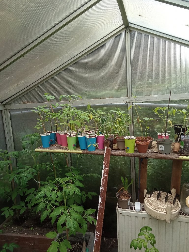 Tomatenplanten, Ophalen, Volle zon, Groenteplanten, Eenjarig
