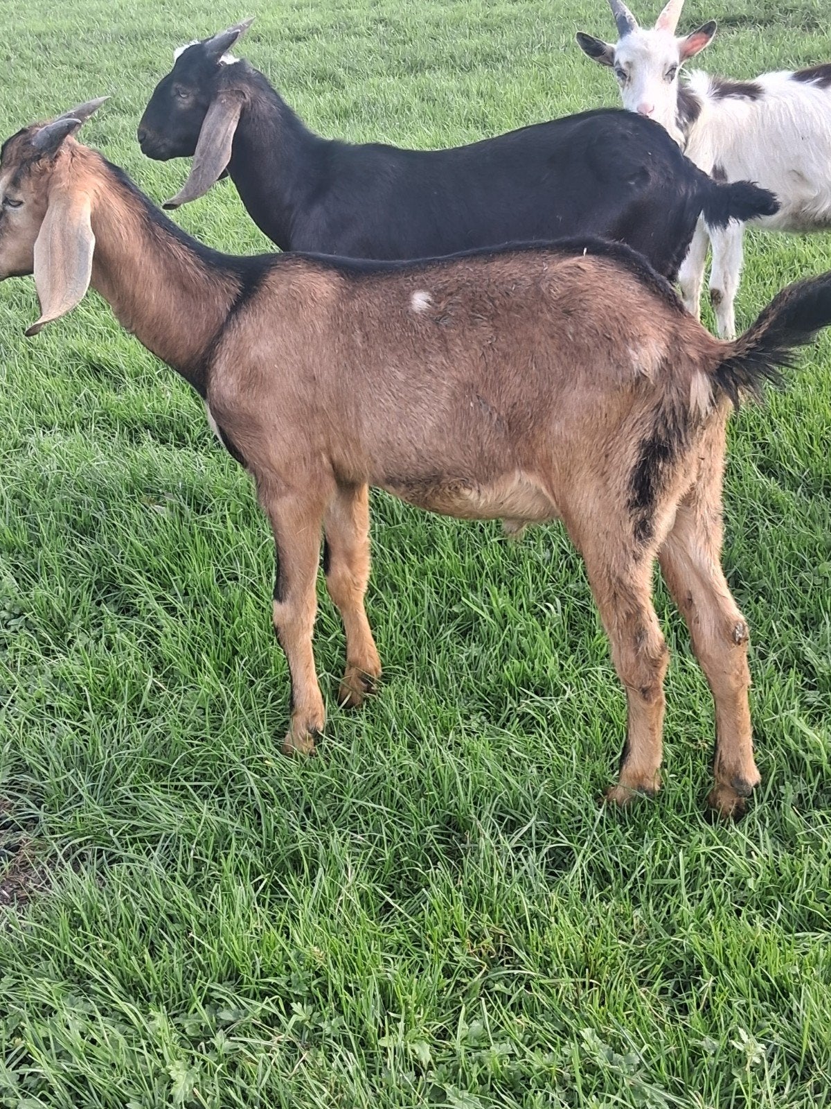 nubische bok te koop